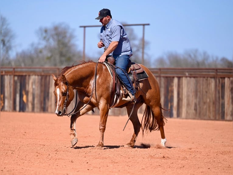 American Quarter Horse Castrone 4 Anni 150 cm Falbo in Waco, TX