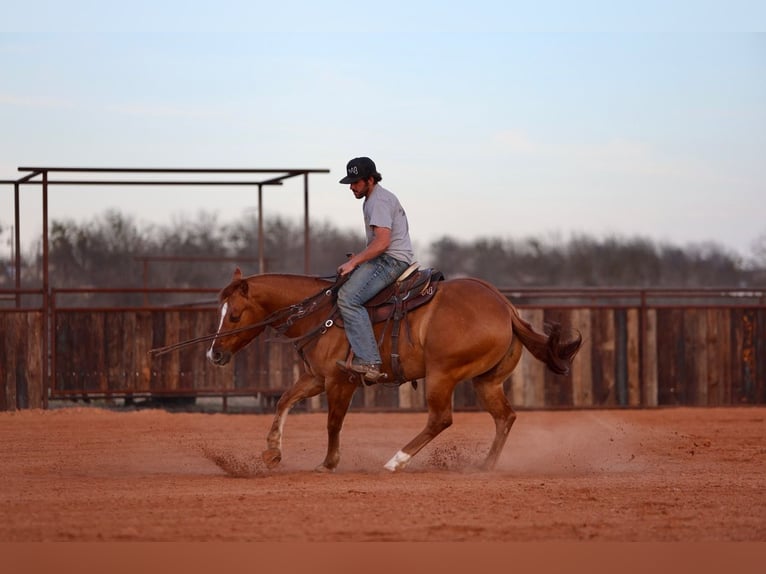 American Quarter Horse Castrone 4 Anni 150 cm Falbo in Waco, TX