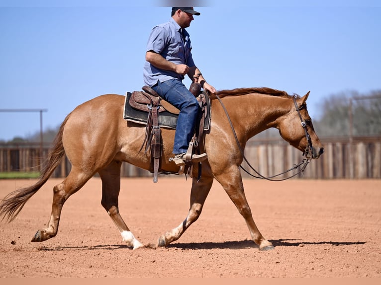 American Quarter Horse Castrone 4 Anni 150 cm Falbo in Waco, TX