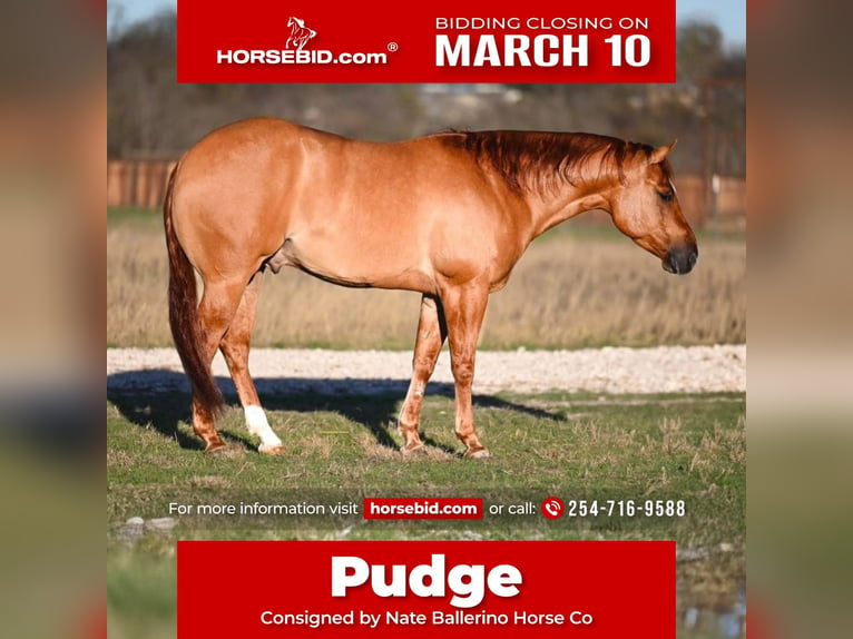 American Quarter Horse Castrone 4 Anni 150 cm Falbo in Waco, TX