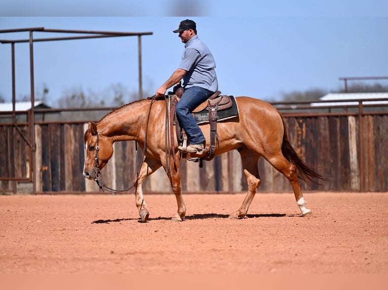 American Quarter Horse Castrone 4 Anni 150 cm Falbo in Waco, TX