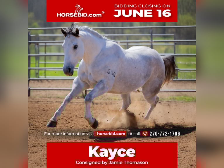 American Quarter Horse Castrone 4 Anni 150 cm Grigio in Auburn, KY