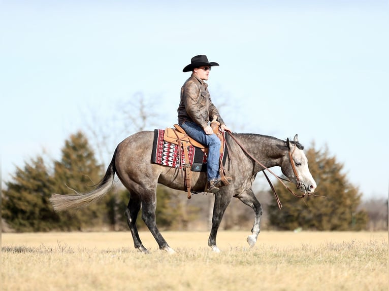 American Quarter Horse Castrone 4 Anni 150 cm Grigio in Buffalo
