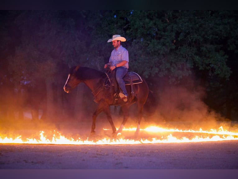 American Quarter Horse Castrone 4 Anni 150 cm Morello in Whitesboro, TX