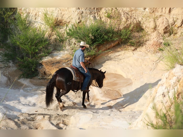 American Quarter Horse Castrone 4 Anni 150 cm Morello in Whitesboro, TX