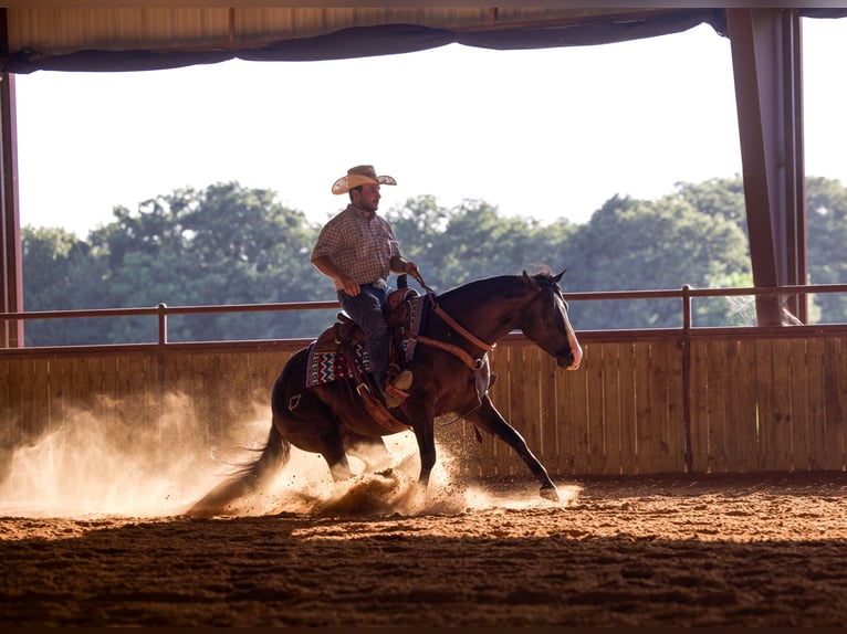 American Quarter Horse Castrone 4 Anni 150 cm Morello in Whitesboro, TX