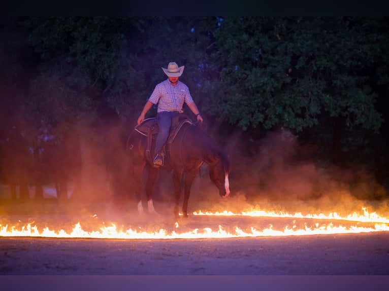 American Quarter Horse Castrone 4 Anni 150 cm Morello in Whitesboro, TX