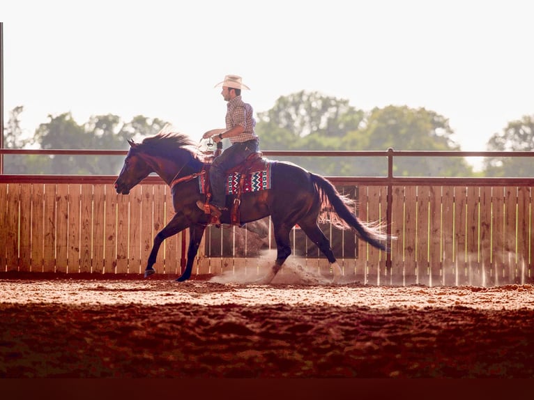 American Quarter Horse Castrone 4 Anni 150 cm Morello in Whitesboro, TX