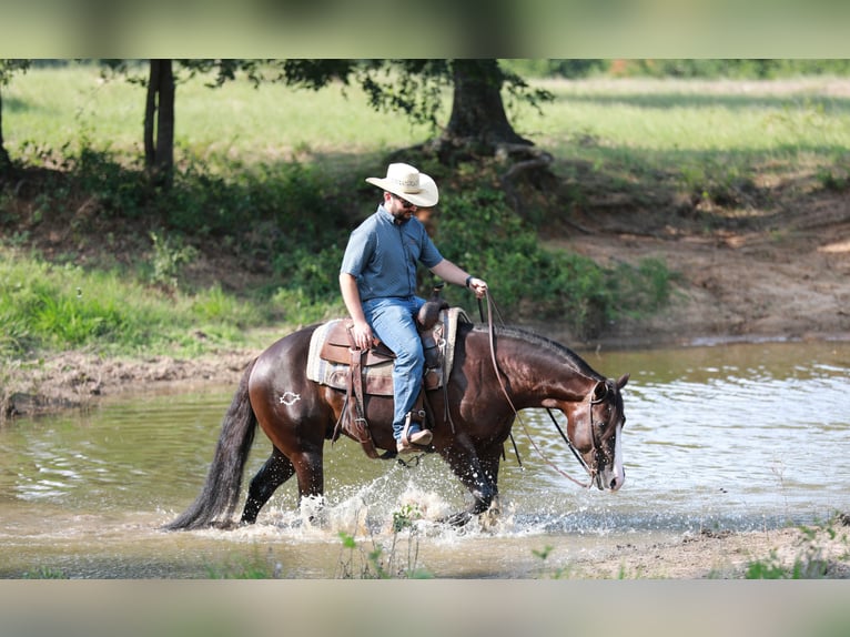 American Quarter Horse Castrone 4 Anni 150 cm Morello in Whitesboro, TX