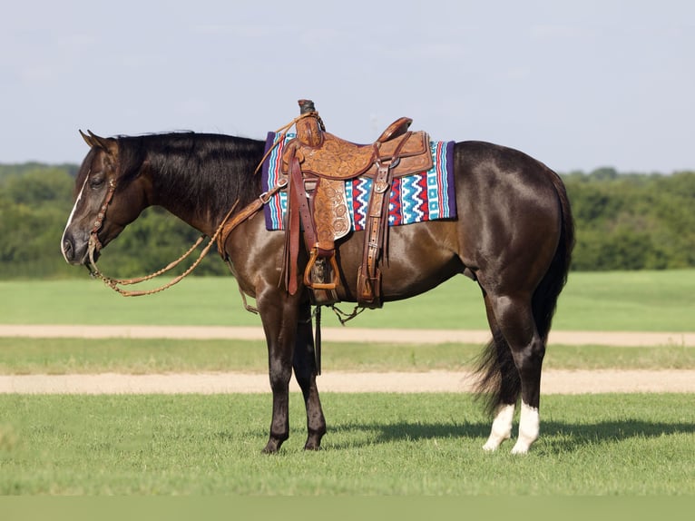 American Quarter Horse Castrone 4 Anni 150 cm Morello in Whitesboro, TX