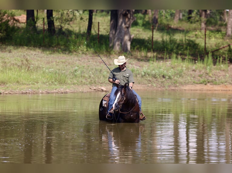 American Quarter Horse Castrone 4 Anni 150 cm Morello in Whitesboro, TX