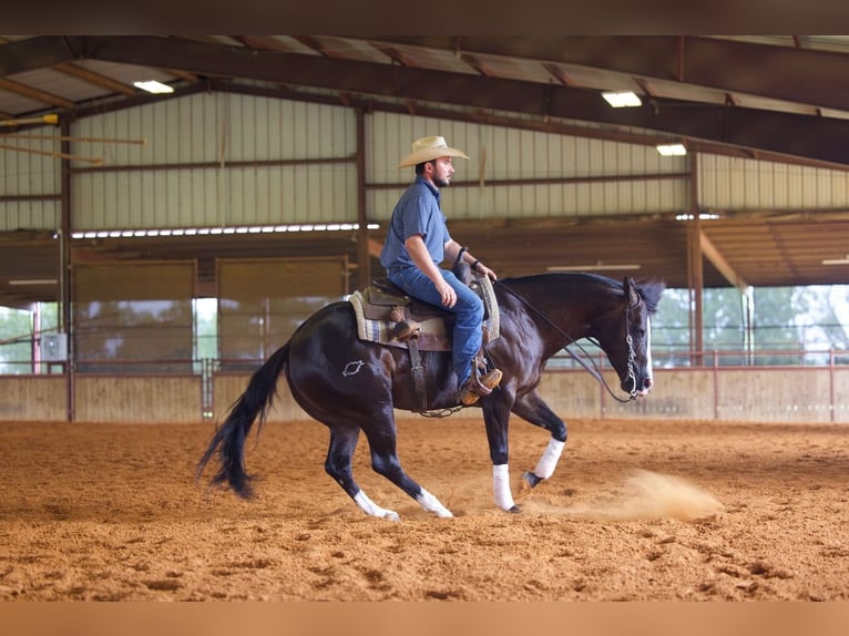 American Quarter Horse Castrone 4 Anni 150 cm Morello in Whitesboro, TX