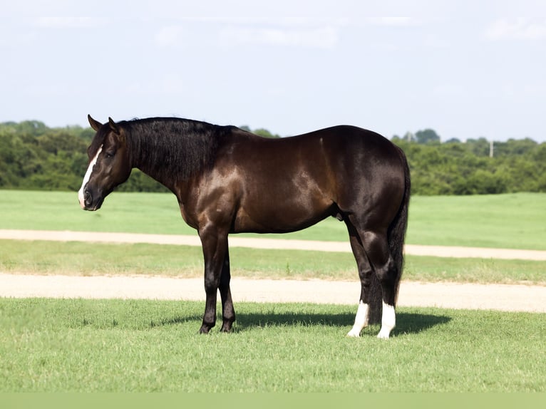 American Quarter Horse Castrone 4 Anni 150 cm Morello in Whitesboro, TX