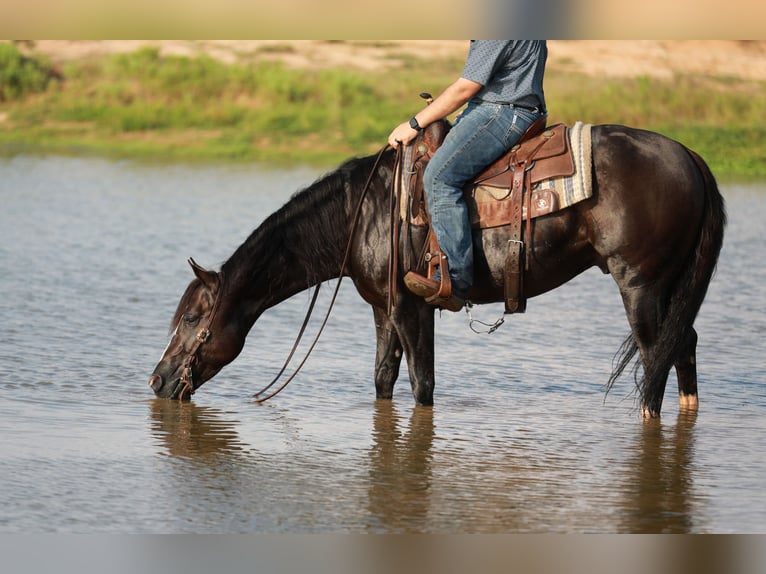 American Quarter Horse Castrone 4 Anni 150 cm Morello in Whitesboro, TX