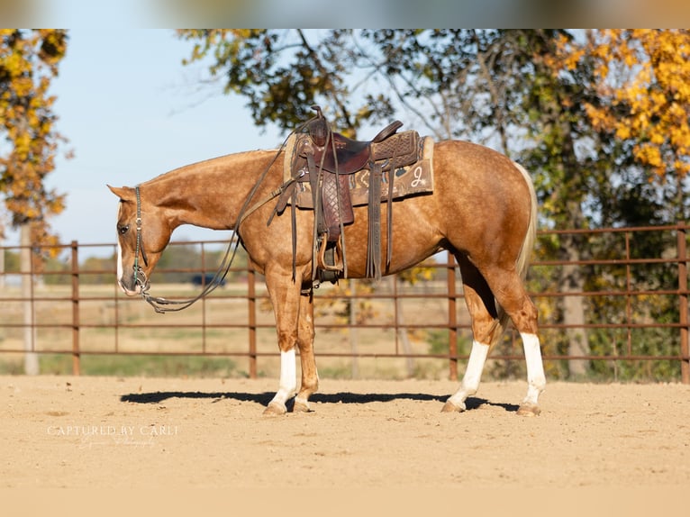 American Quarter Horse Castrone 4 Anni 150 cm Palomino in Lewistown