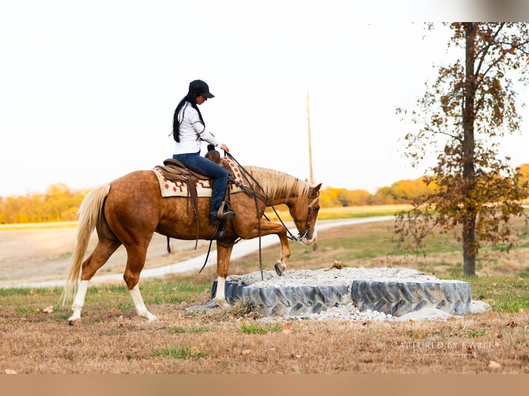 American Quarter Horse Castrone 4 Anni 150 cm Palomino in Lewistown