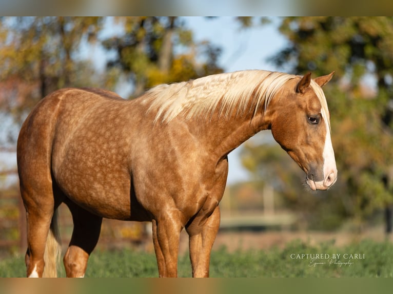 American Quarter Horse Castrone 4 Anni 150 cm Palomino in Lewistown
