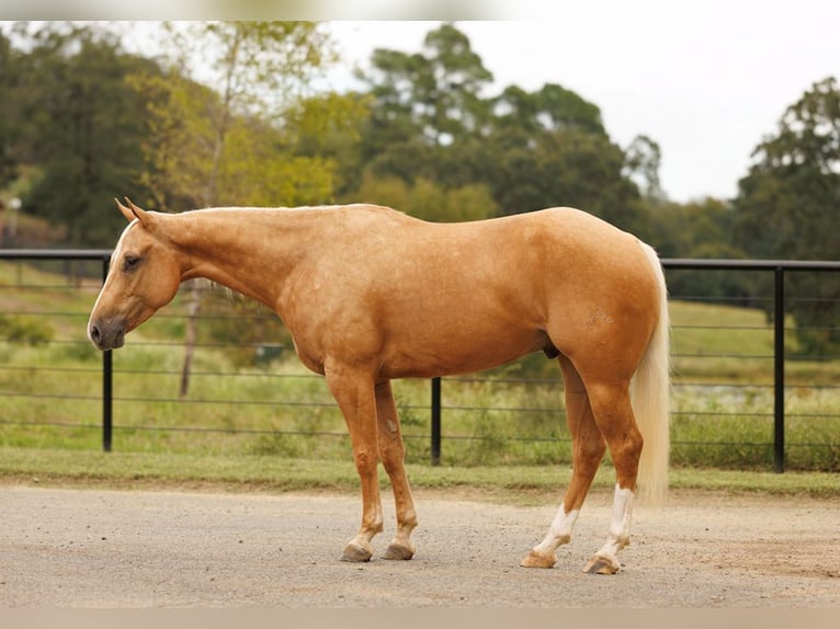 American Quarter Horse Castrone 4 Anni 150 cm Palomino in Morrilton, AR American Quarter Horse Castrone 4 Anni 150 cm Palomino in Morrilton, AR