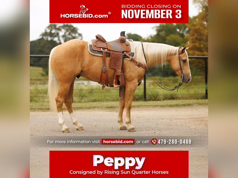 American Quarter Horse Castrone 4 Anni 150 cm Palomino in Morrilton, AR American Quarter Horse Castrone 4 Anni 150 cm Palomino in Morrilton, AR