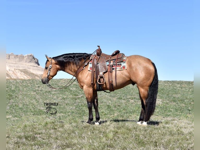 American Quarter Horse Castrone 4 Anni 150 cm Pelle di daino in Bayard Nebrasak