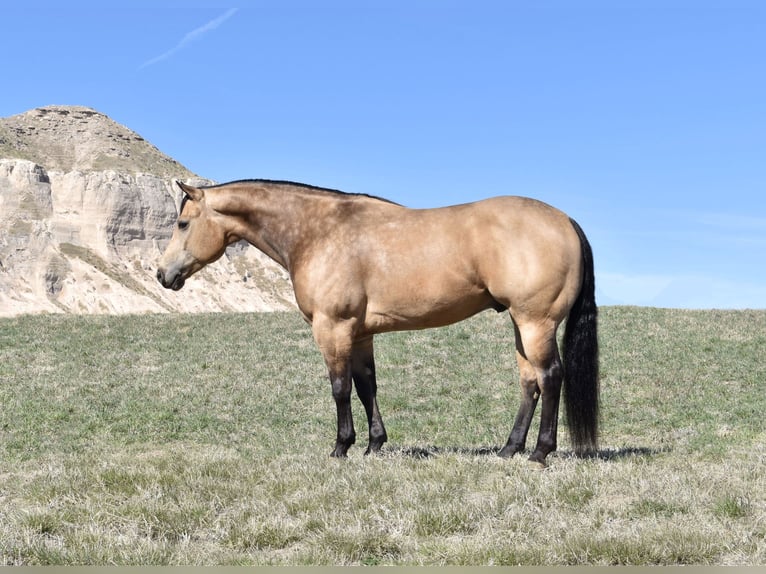 American Quarter Horse Castrone 4 Anni 150 cm Pelle di daino in Bayard, Nebraska