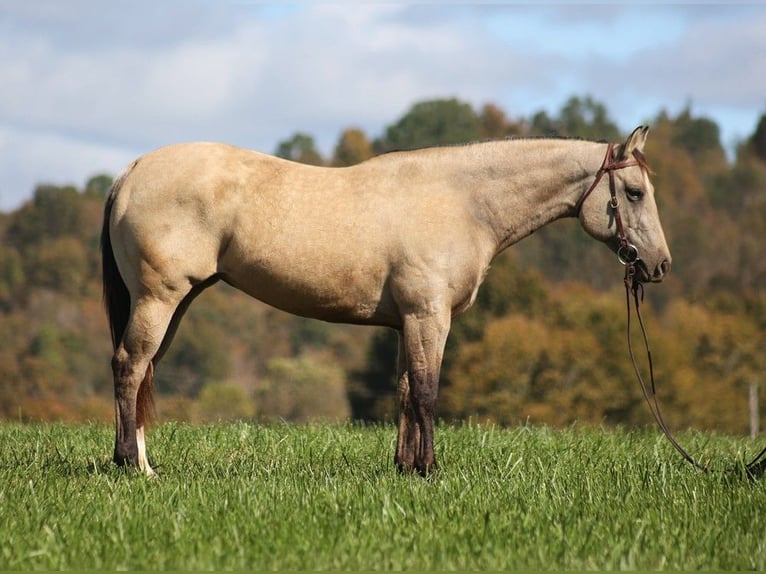 American Quarter Horse Castrone 4 Anni 150 cm Pelle di daino in Brodhead KY