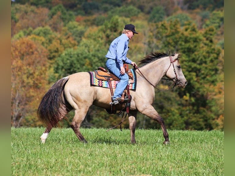 American Quarter Horse Castrone 4 Anni 150 cm Pelle di daino in Brodhead KY