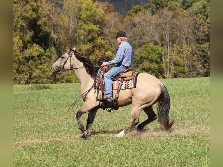 American Quarter Horse Castrone 4 Anni 150 cm Pelle di daino in Brodhead KY