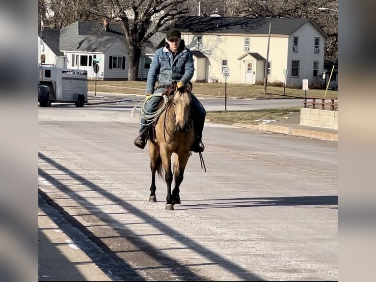 American Quarter Horse Castrone 4 Anni 150 cm Pelle di daino in Cannon Falls