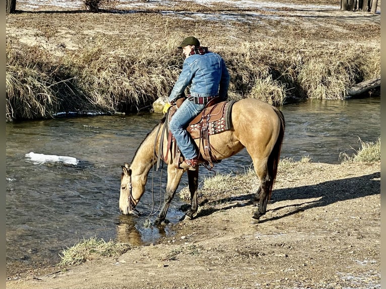 American Quarter Horse Castrone 4 Anni 150 cm Pelle di daino in Cannon Falls