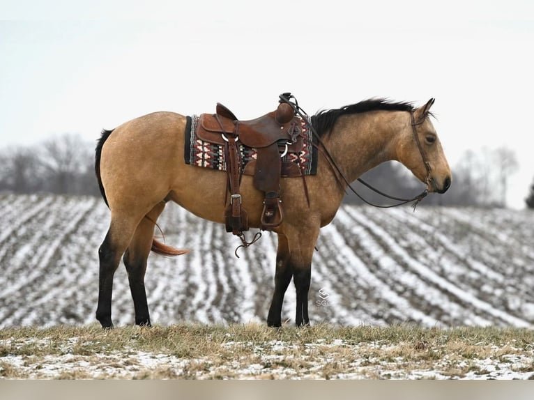 American Quarter Horse Castrone 4 Anni 150 cm Pelle di daino in Cannon Falls