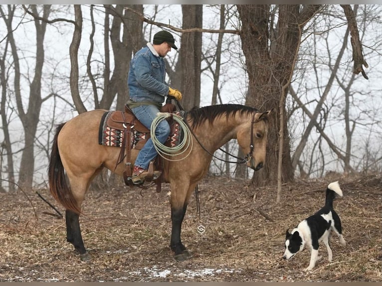 American Quarter Horse Castrone 4 Anni 150 cm Pelle di daino in Cannon Falls