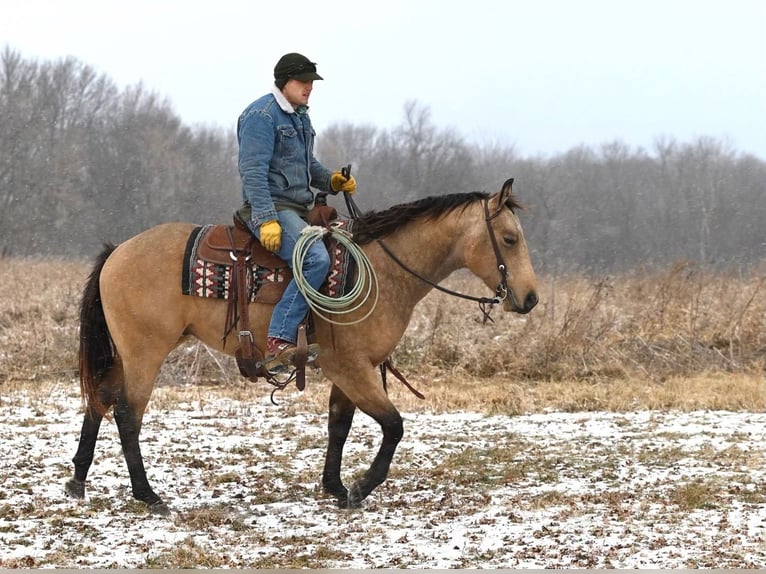 American Quarter Horse Castrone 4 Anni 150 cm Pelle di daino in Cannon Falls