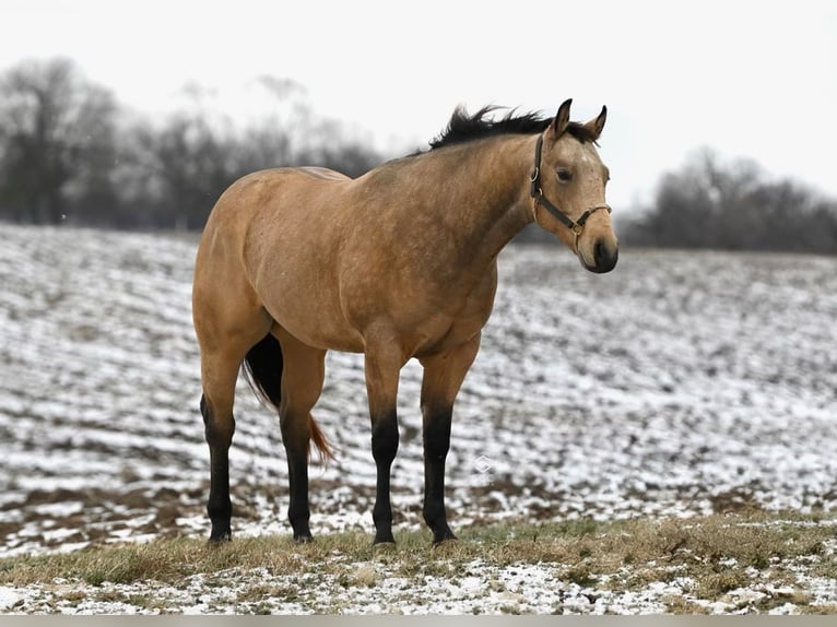 American Quarter Horse Castrone 4 Anni 150 cm Pelle di daino in Cannon Falls