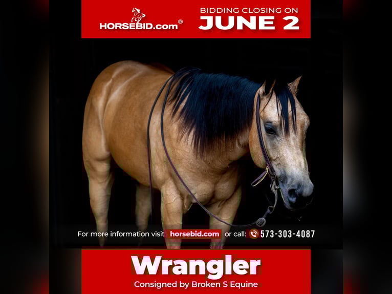 American Quarter Horse Castrone 4 Anni 150 cm Pelle di daino in Marshall, MO