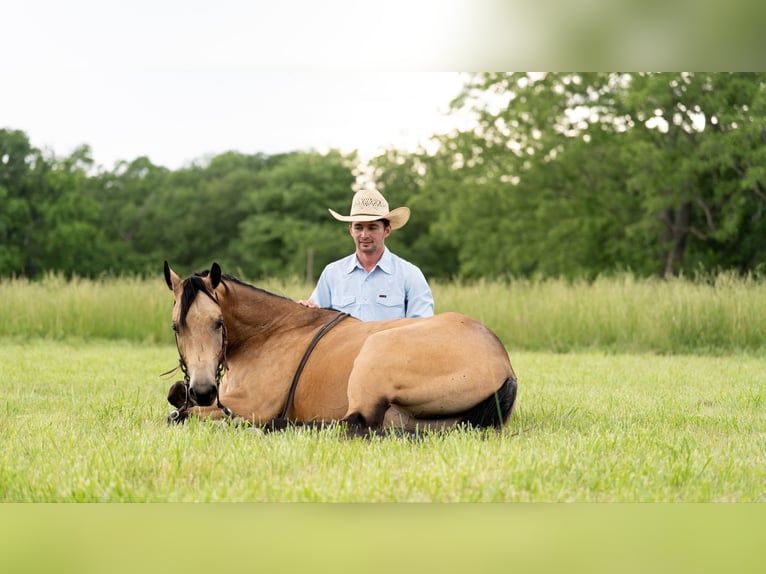 American Quarter Horse Castrone 4 Anni 150 cm Pelle di daino in Marshall, MO