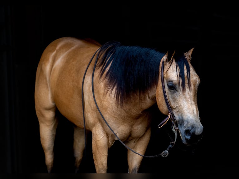 American Quarter Horse Castrone 4 Anni 150 cm Pelle di daino in Marshall, MO