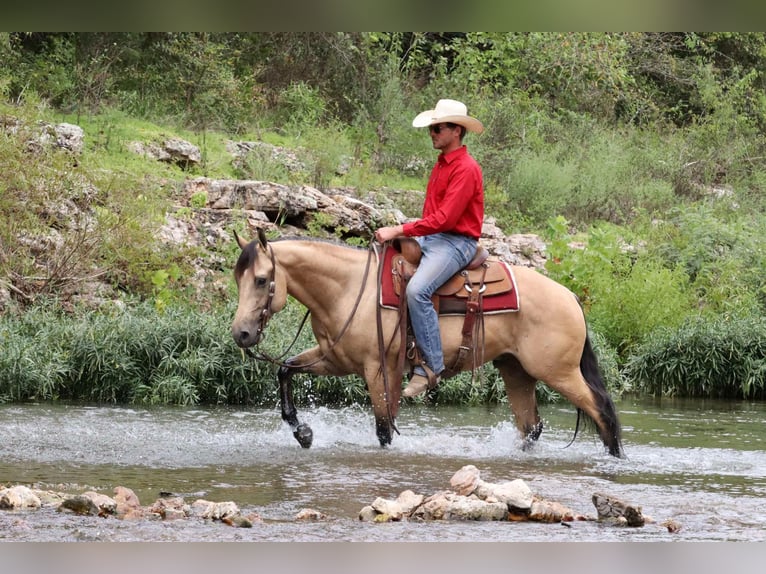 American Quarter Horse Castrone 4 Anni 150 cm Pelle di daino in Mount Vernon, MO