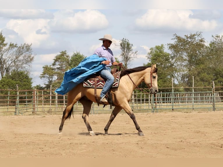 American Quarter Horse Castrone 4 Anni 150 cm Pelle di daino in Mount Vernon, MO