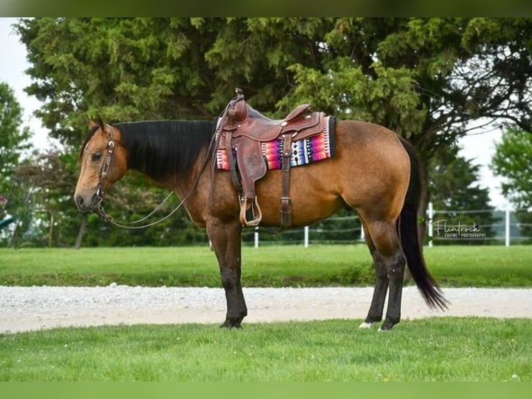 American Quarter Horse Castrone 4 Anni 150 cm Pelle di daino in Sedalia, MO