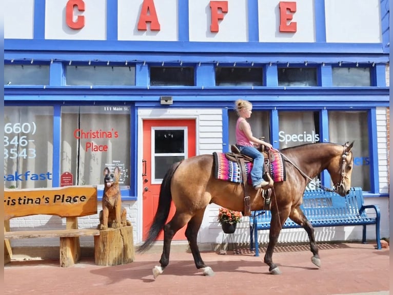 American Quarter Horse Castrone 4 Anni 150 cm Pelle di daino in Sedalia, MO