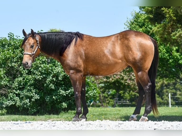 American Quarter Horse Castrone 4 Anni 150 cm Pelle di daino in Sedalia, MO