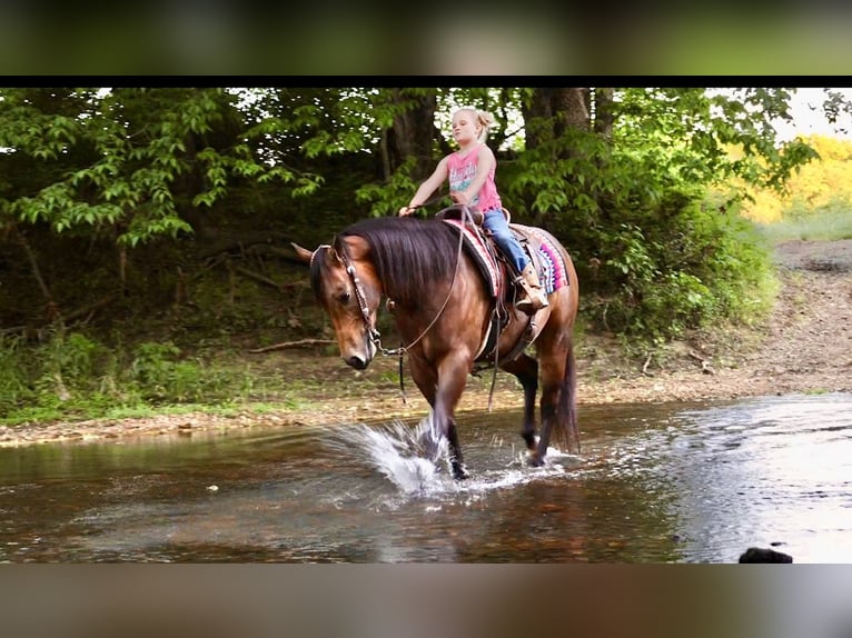 American Quarter Horse Castrone 4 Anni 150 cm Pelle di daino in Sedalia, MO