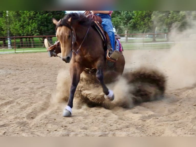 American Quarter Horse Castrone 4 Anni 150 cm Pelle di daino in Sedalia, MO