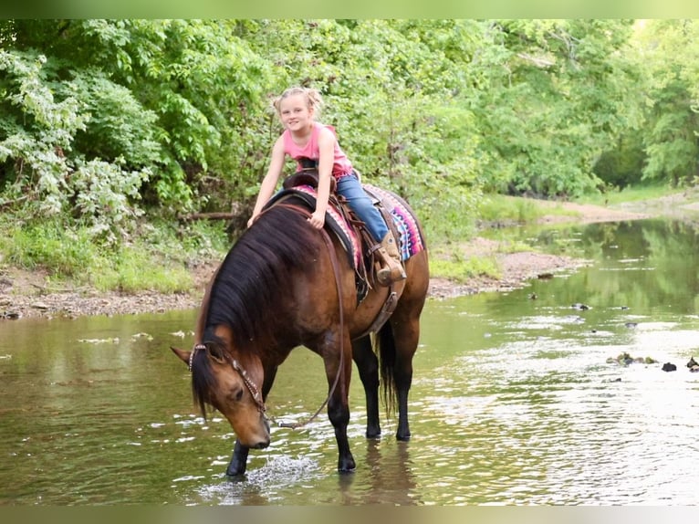 American Quarter Horse Castrone 4 Anni 150 cm Pelle di daino in Sedalia, MO