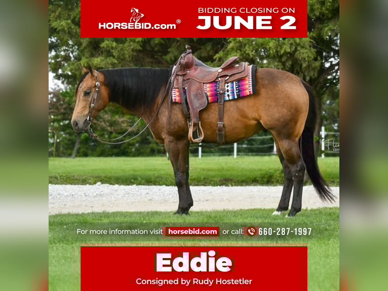 American Quarter Horse Castrone 4 Anni 150 cm Pelle di daino in Sedalia, MO