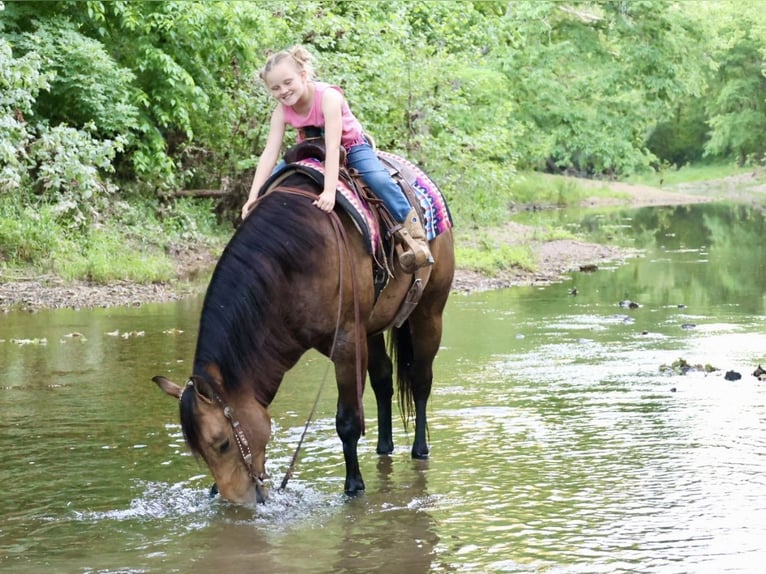 American Quarter Horse Castrone 4 Anni 150 cm Pelle di daino in Sedalia, MO