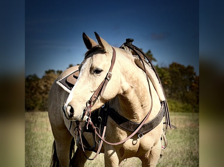 American Quarter Horse Castrone 4 Anni 150 cm Pelle di daino in Shelbina