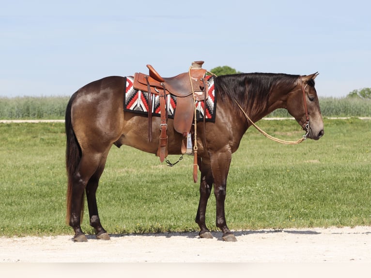 American Quarter Horse Castrone 4 Anni 150 cm Pelle di daino in Versailles, MO