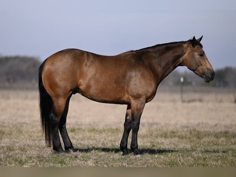 American Quarter Horse Castrone 4 Anni 150 cm Pelle di daino in Canyon, TX